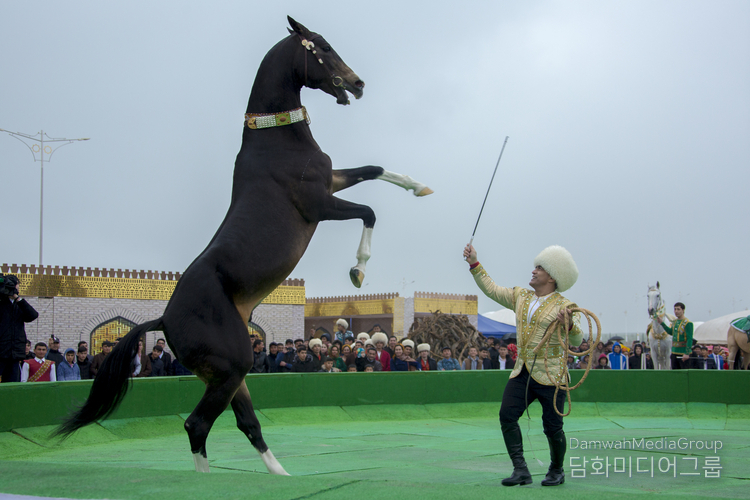 The Ahal-teke horse—the national pride of the Turkmen people